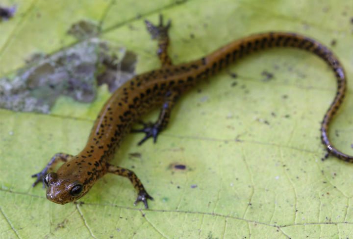 Longtail Salamander